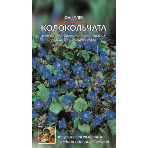 Фацелія колокольчата — насіння, Квіти