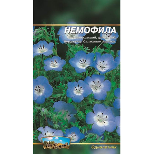 Немофила — насіння, Квіти