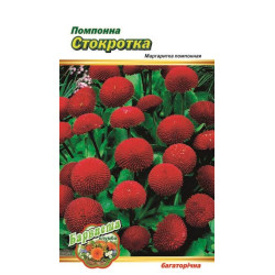 Маргаритка Помпонов стокротка