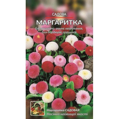 Маргаритка садова — насіння, Квіти