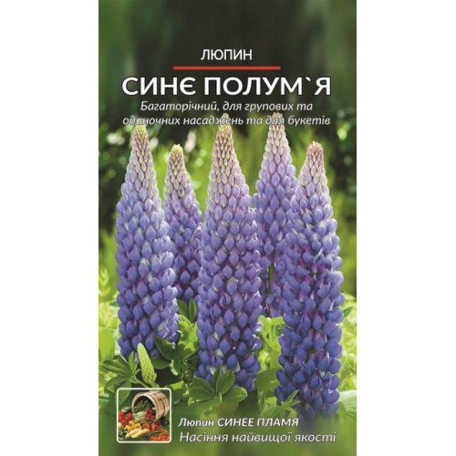 Люпин сине полумья — насіння, Квіти