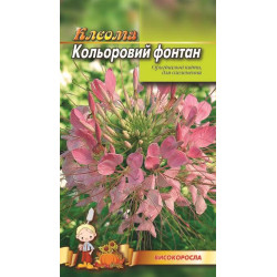 Клеома. Кльоровий фонтан