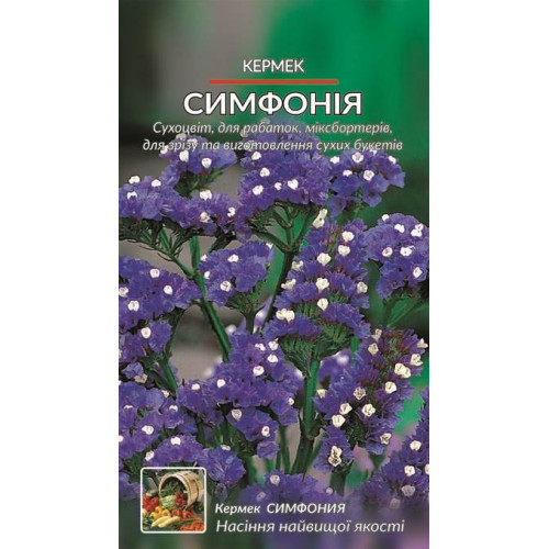 Кермек Симфонія — насіння, Квіти