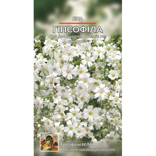 Гіпсофіла біла — насіння, Квіти