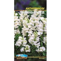 Антіррінум, Левова паща