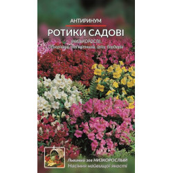 Антиринум. Ролики садові