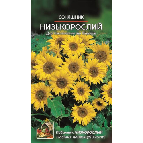 Соняшник низькорослий. — насіння, Квіти