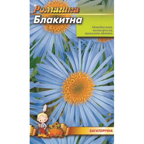 Ромашка великоквіткова синя — насіння, Квіти