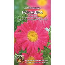Ромашка великоквіткова, рожева