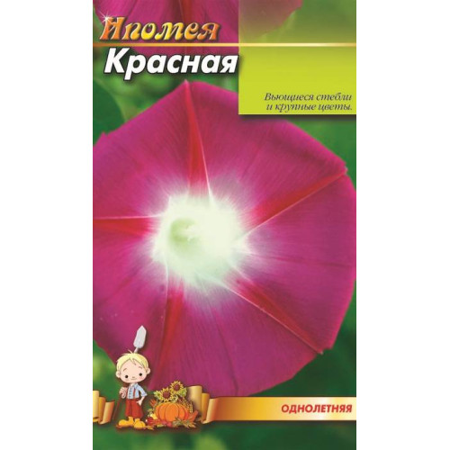 Іпомея червона — насіння, Квіти