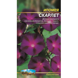 Іпомея Скарлет