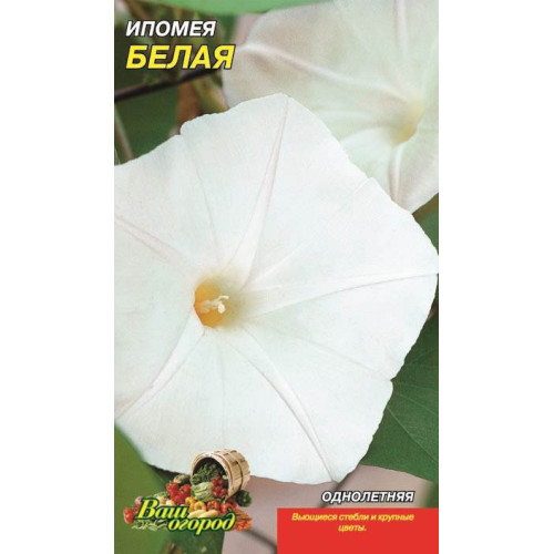 Іпомея біла — насіння, Квіти