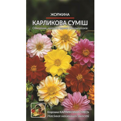 Георгини. Карликова суміш