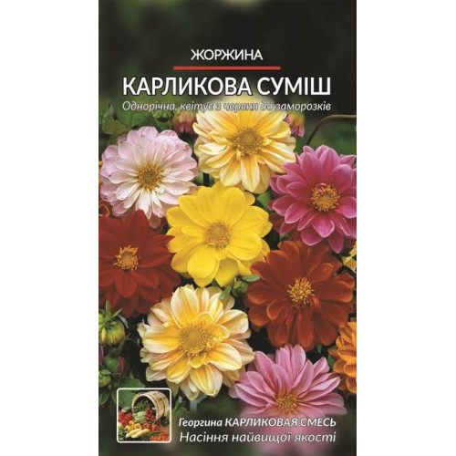 Георгини. Карликова суміш — насіння, Квіти