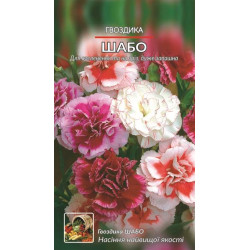 Гвоздика. Шабо