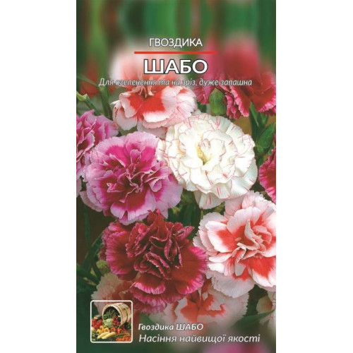 Гвоздика. Шабо — насіння, Квіти