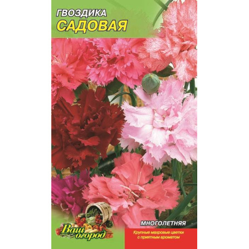 Гвоздика садова. — насіння, Квіти