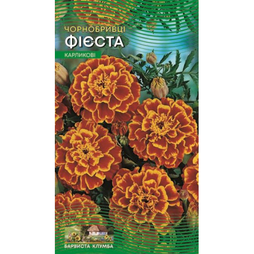 Чорнобривці Фієста — насіння, Квіти