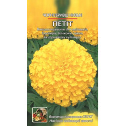 Чорнобривці. Петіт. Низкие.