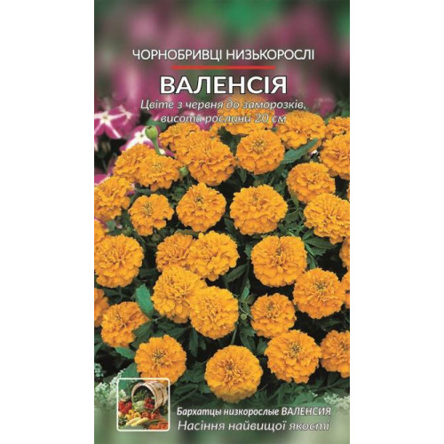 Чорнобривці Валенсія — насіння, Квіти