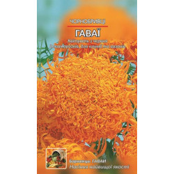 Чорнобривці Гаваї