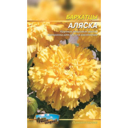 Чорнобривці Аляска.