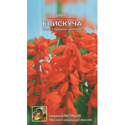 Щавлїія блискуча