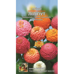 Майори Ліліпут