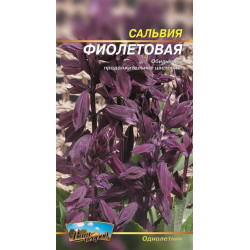 Шавлія фіолетова