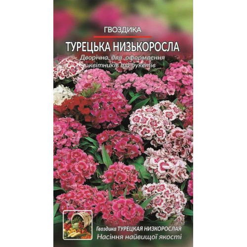Гвоздика. Турецька — насіння, Квіти
