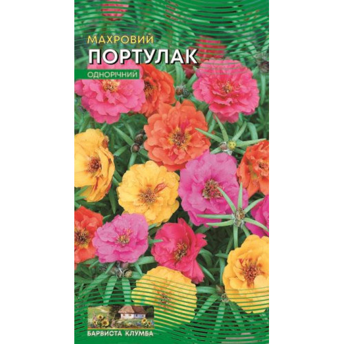 Портулак махровий — насіння, Квіти