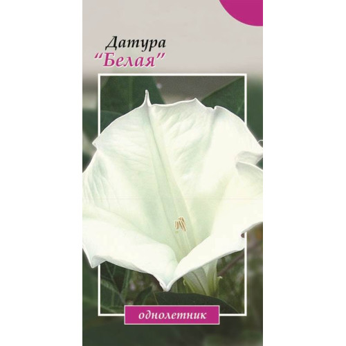 Датура. Біла — насіння, Квіти