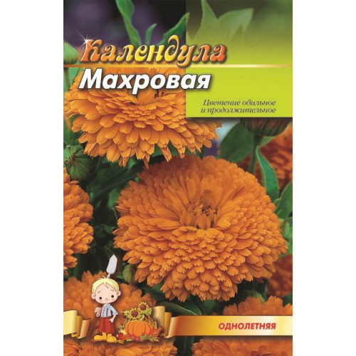 Календула махрова. — насіння, Квіти