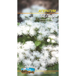 Агератум. Білий